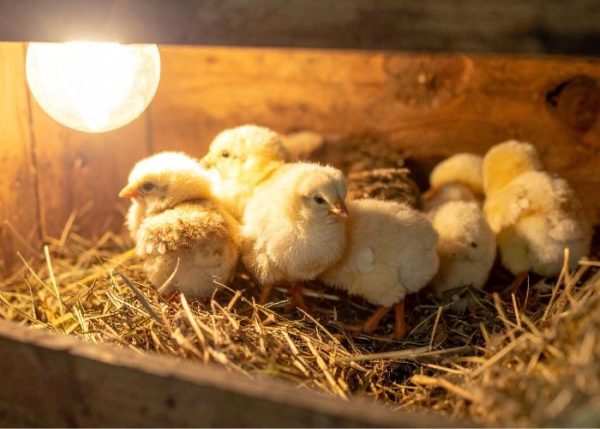 How to Set Up a Brooder for Chicks in Spring - The Happy Chicken Coop