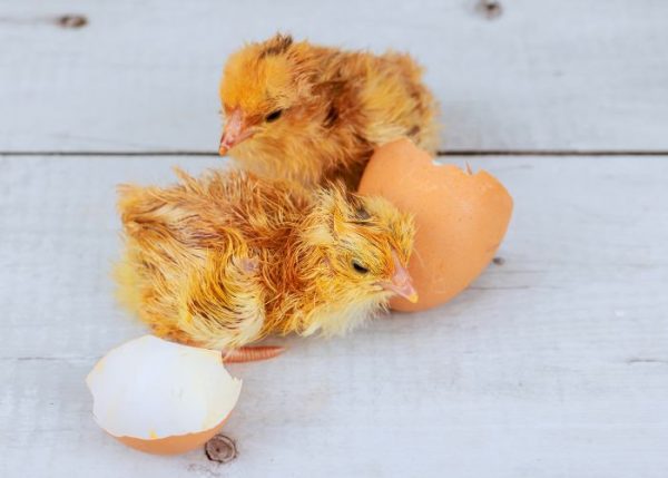 Spring Chick Growth Timeline: Week by Week Guide - The Happy Chicken Coop