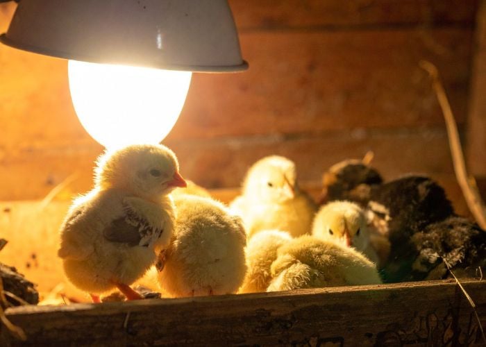 chick brooder heat lamp