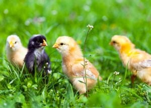 common mistakes when raising chicks in spring