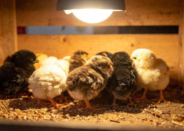 How to Set Up a Brooder for Chicks in Spring - The Happy Chicken Coop