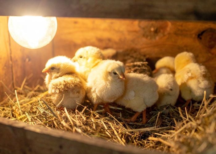 set-up a chick brooder