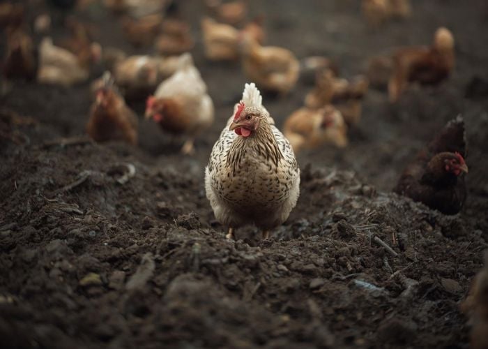 Mud Management for Chickens