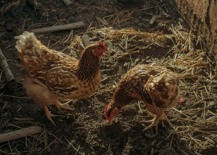 Spring Mud Management for Chicken Coop