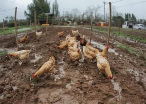 Spring Mud Management for Chicken Runs