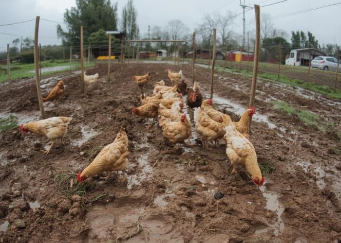 Spring Mud Management for Chicken Runs