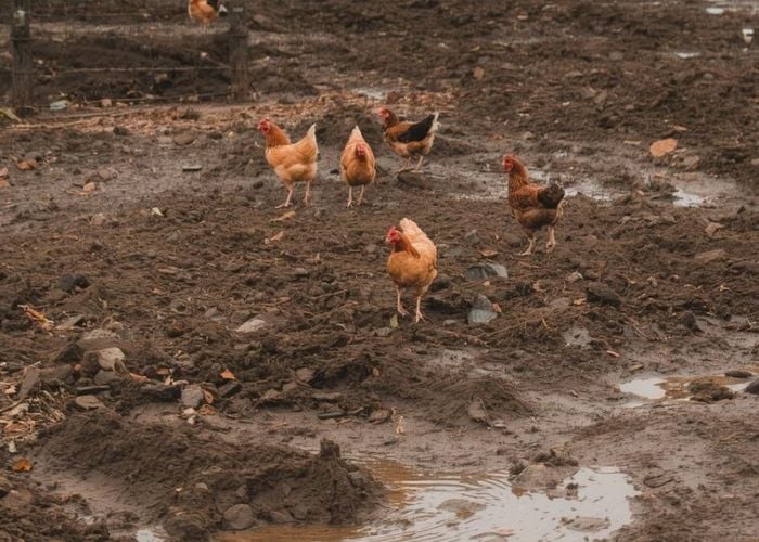 Spring Mud Management for Chickens