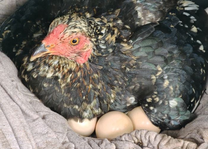 Boost Egg Production Naturally in Spring
