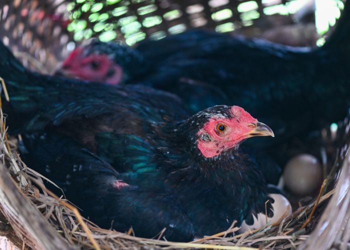 Boost Egg Production in Spring