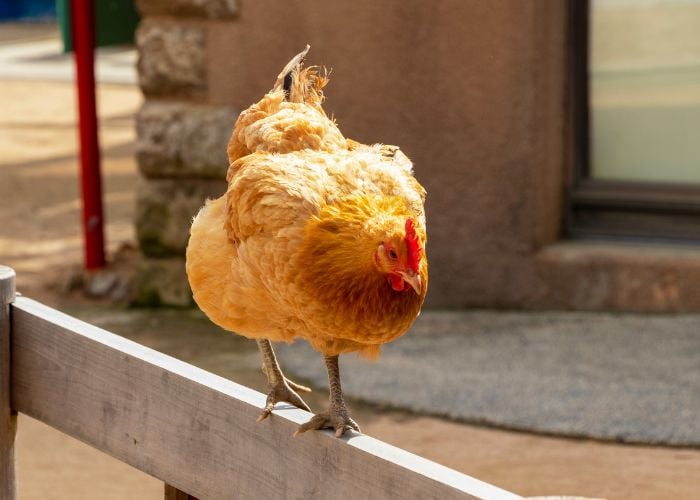 Let Chickens Out in Summer