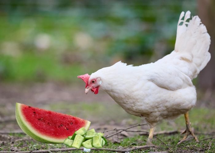 best summer treats for chickens