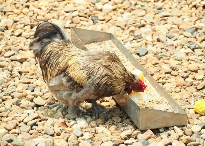 summer treats for chickens