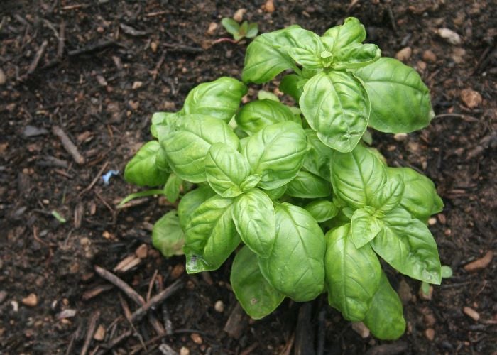 Basil Best Summer Plants Around Chicken Coops