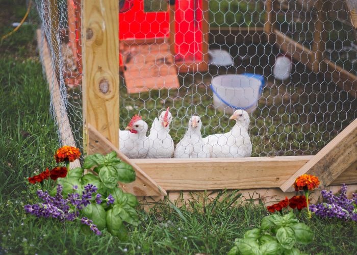 Best Summer Plants Around Chicken Coops