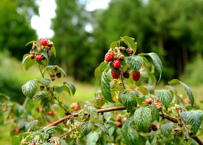 Bush Berries Best Summer Plants Around Chicken Coops