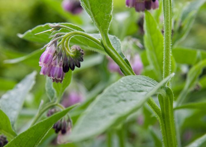 Comfrey Best Summer Plants Around Chicken Coops