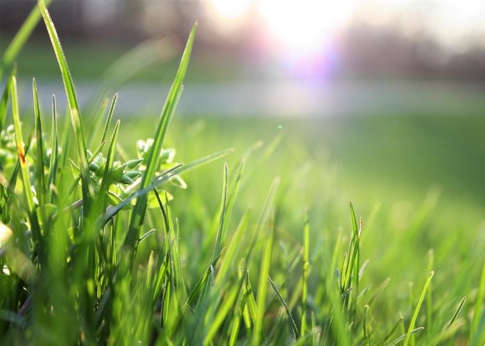Grass Best Summer Plants Around Chicken Coops