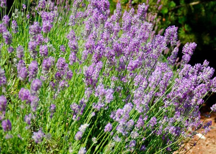 Lavender Best Summer Plants Around Chicken Coops
