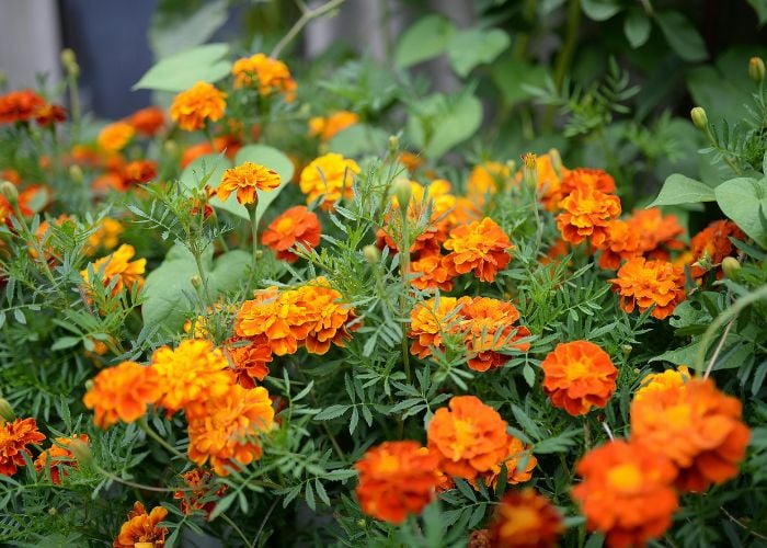 Marigold Best Summer Plants Around Chicken Coops
