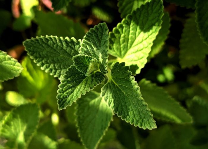 Mint Best Summer Plants Around Chicken Coops