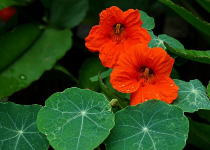 Nasturtiums Best Summer Plants Around Chicken Coops