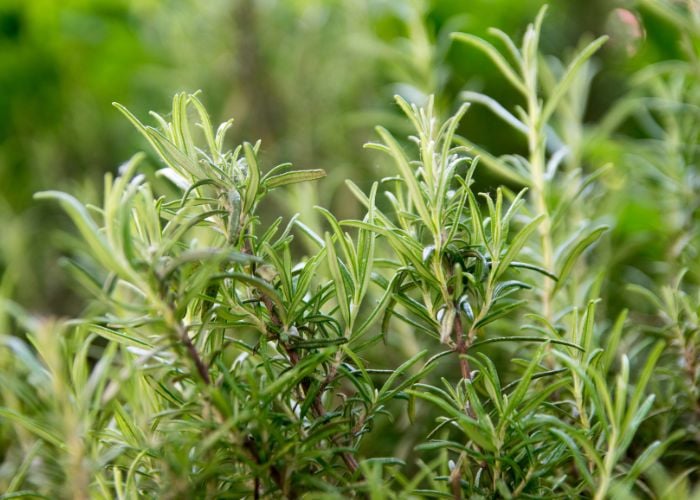 Rosemary Best Summer Plants Around Chicken Coops