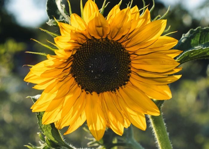 Sunflower Best Summer Plants Around Chicken Coops
