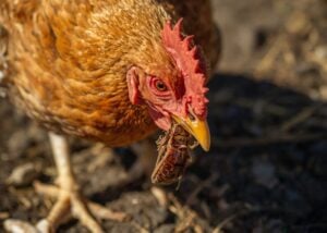 can chickens eat cockroach