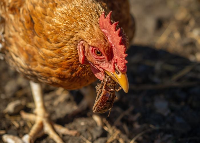 can chickens eat cockroach