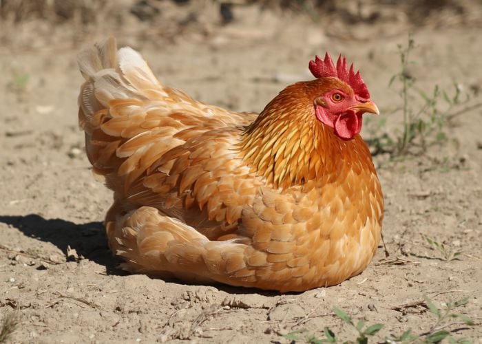 chicken emergency heat care