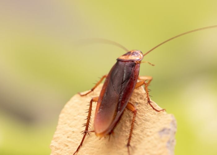 cockroaches for chickens