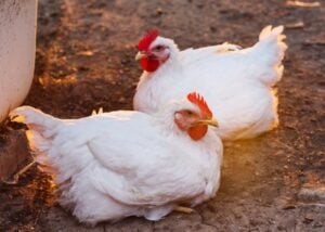 emergency summer heat care for chickens
