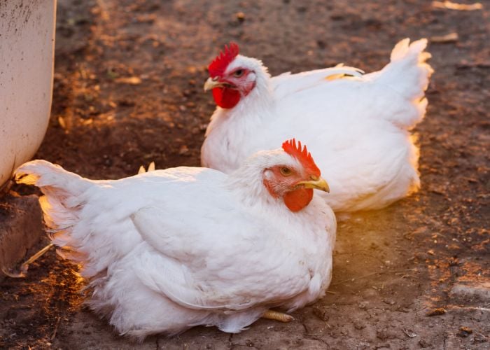 emergency summer heat care for chickens