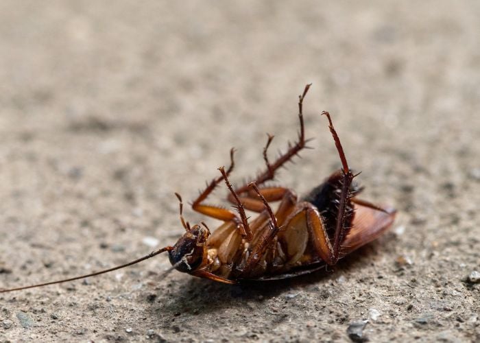 poisoned cockroaches for chickens