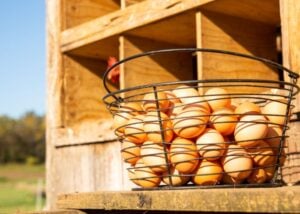 How to Protect Eggs From Summer Heat