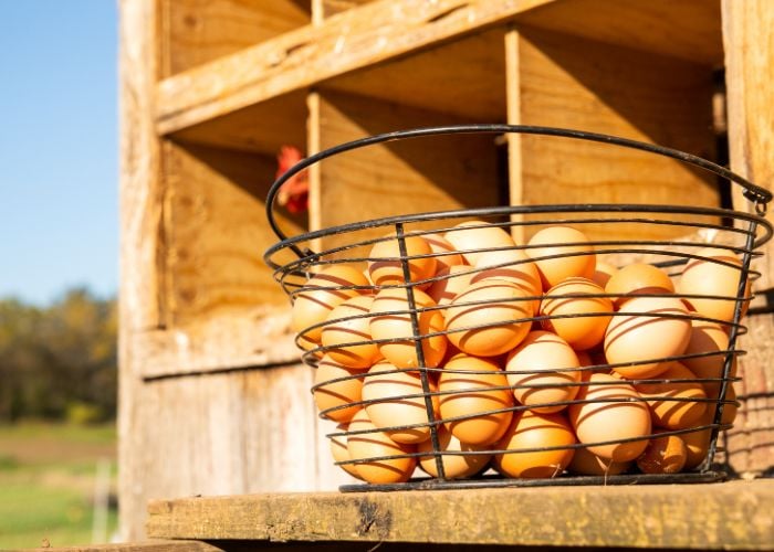 How to Protect Eggs From Summer Heat