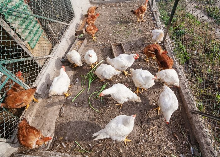 Improve Coop Ventilation in Summer