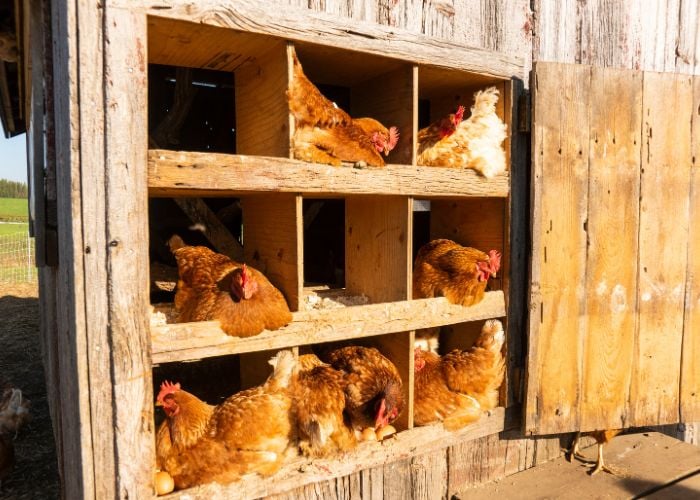 Open Coop Ventilation in Summer
