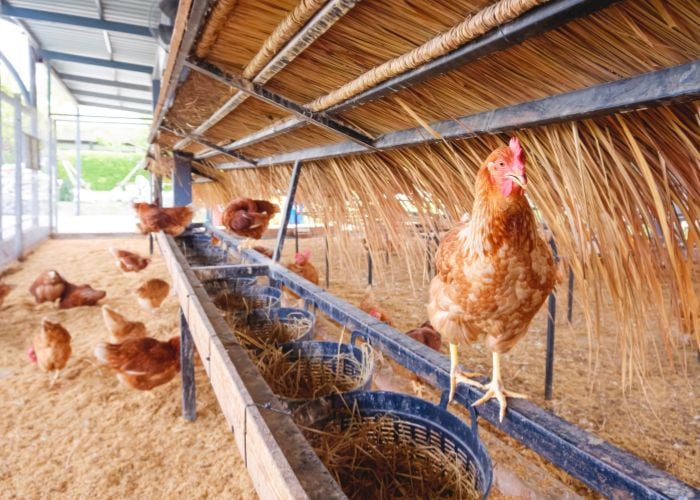 Proper Coop Ventilation in Summer