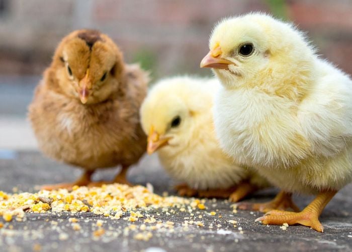 healthy treats for chicks